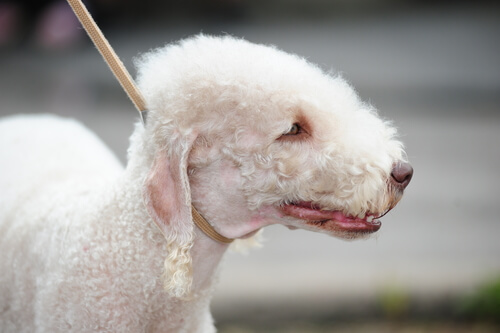 Bedlington terrier: temperamento