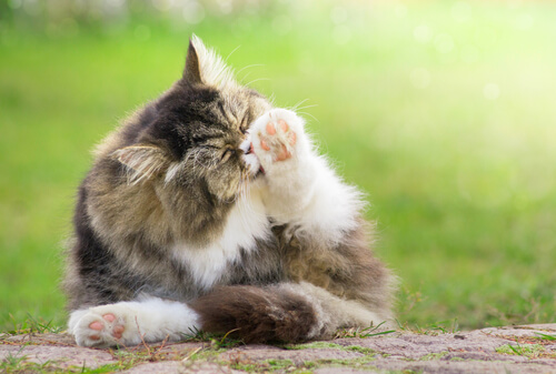 Los gatos también pueden contraer alergias