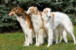 Borzoi: una raza de perro desarrollada en Rusia
