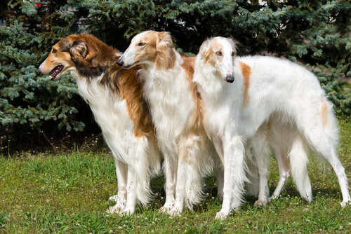 Borzoi: una raza de perro desarrollada en Rusia