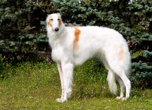 Borzoi: cuidados