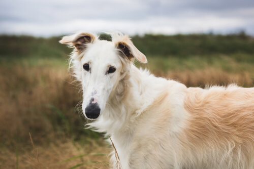 Borzoi: temperamento