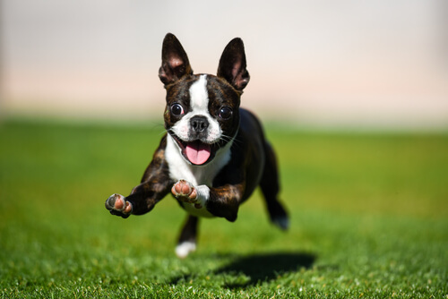 Boston terrier: alimentazione