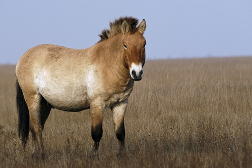 Caballo mongol: características