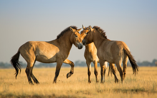 El caballo mongol: comportamiento y cría