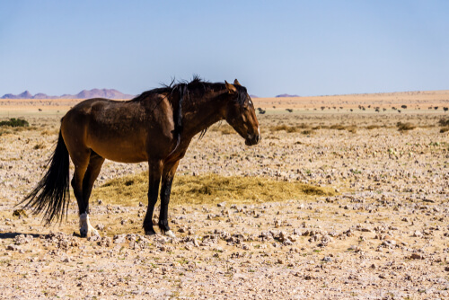 Caballo de Namibia