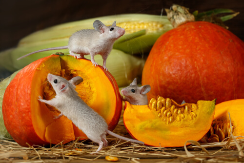 Calabaza para roedores