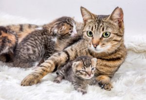 ¿Cuándo y cómo mudar la camada del gato?