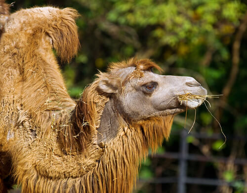Camello bactriano: alimentación