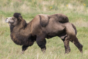 Camello bactriano: alimentación y hábitat