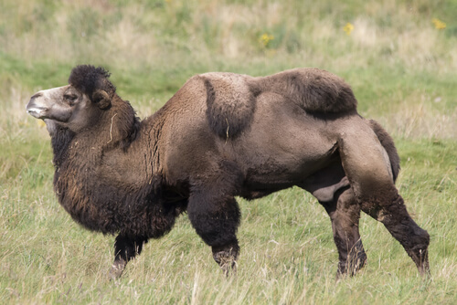 Camello bactriano: alimentación y hábitat
