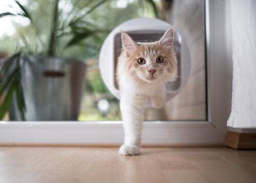 Clasificación de las puertas para gatos