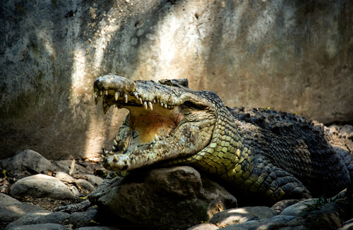¿Son agresivos los cocodrilos?