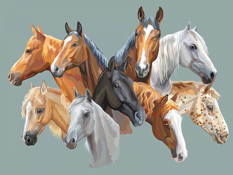 Colores en el pelaje de tu caballo