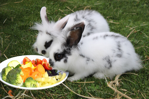 Comida para conejos