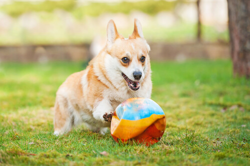 Corgi galés de Pembroke: características