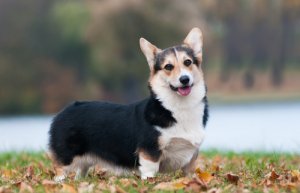 El corgi galés de Pembroke: cuidados y características