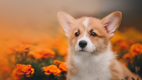 Corgi galés de Pembroke: orígenes