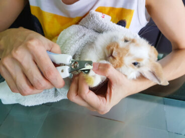 Cómo mantener las garras de mi conejo