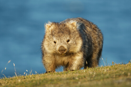 Curiosidades de los wombats