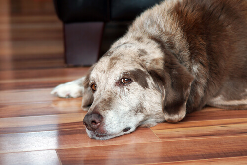 Enfermedad de Cushing en perros: detección y manejo