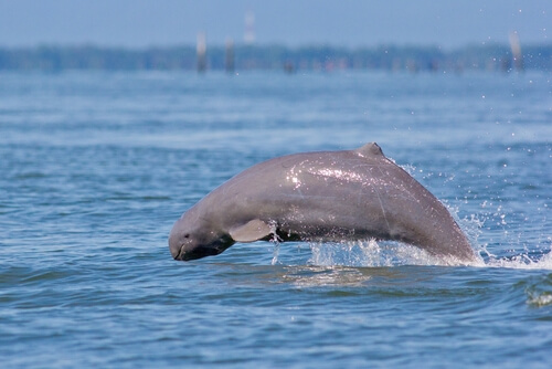 Delfín de Irrawaddy: características