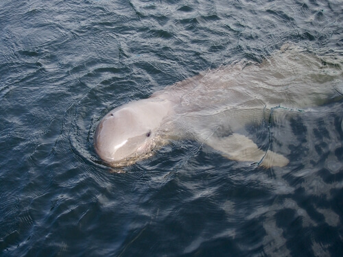 Delfín de Irrawaddy: reproducción