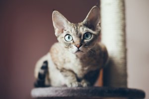 5 gatos hipoalergénicos: para personas alérgicas