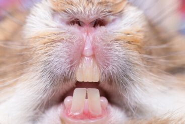 Los problemas de los dientes de conejo