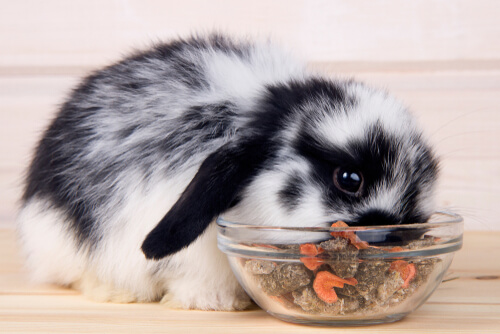 A dwarf rabbit's diet should be made up of hay, pellets and vegetables.