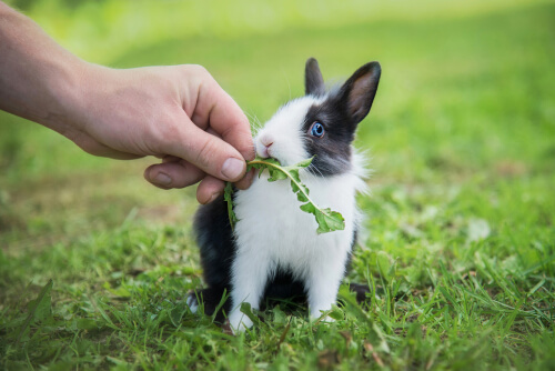A baby rabbit.