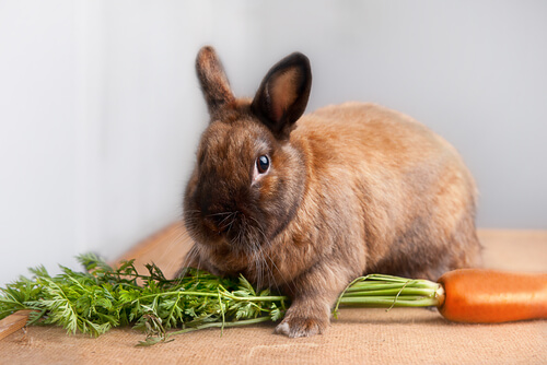 Recomendaciones para la dieta del conejo enano