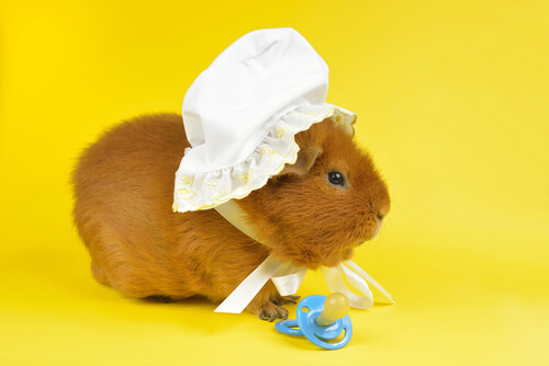 ¿Cómo domesticar a un conejillo de indias?
