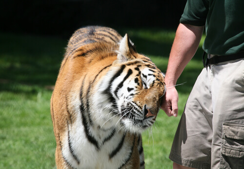 Entrenador de un tigre en el zoo
