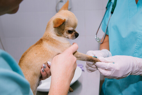 Extracción de sangre a un perro en el veterinario