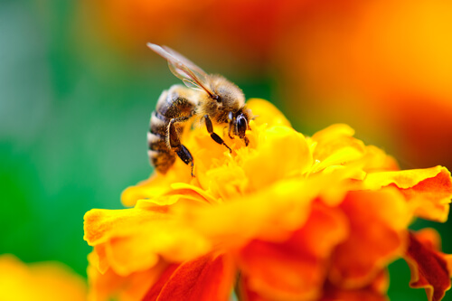 Flores que atraen abejas: caléndula