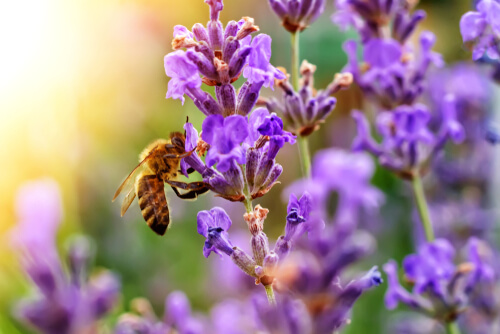 Las 5 flores que atraen abejas