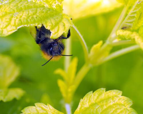 Flores que atraen abejas: melisa