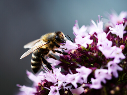 Flores que atraen abejas: orégano