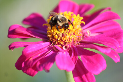Flores que atraen abejas: zinnia