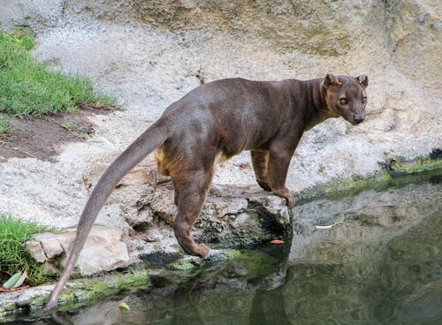 Fossa madagascar