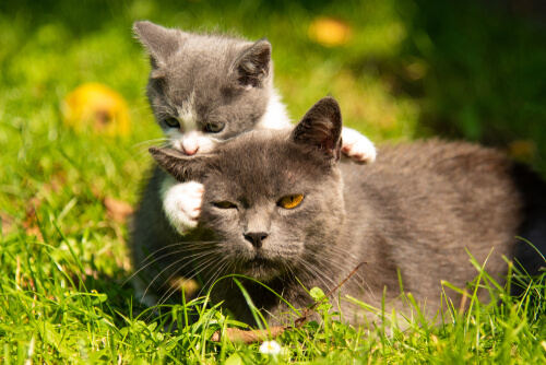 Gata y cría