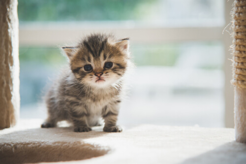Gatito