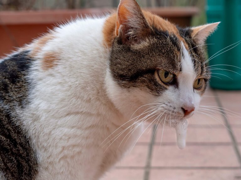 Mi gato babea, ¿por qué y qué hacer?