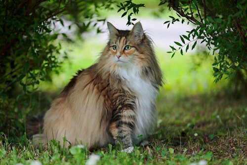 El gato del bosque, un animal todavía muy poco conocido