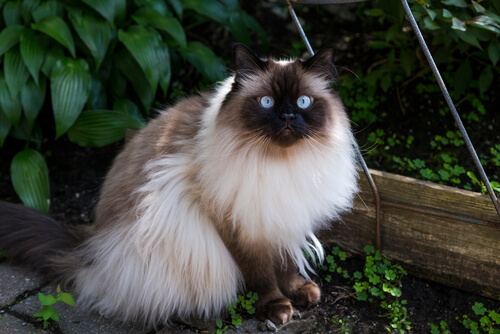Gato himalayo: carácter