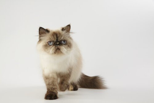 Gato himalayo: características