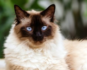 El gato himalayo: entre persa y siamés