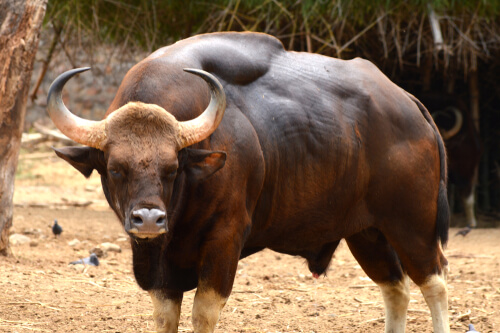 El gaur: conservación y hábitat