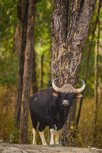 Gaur: conservación
